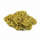 Mango Haze flores CBD 5G - Only CBD